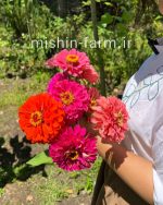 گل آهار الوان - Image 3