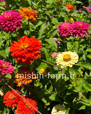 ahar1 گل آهار الوان - Image 1