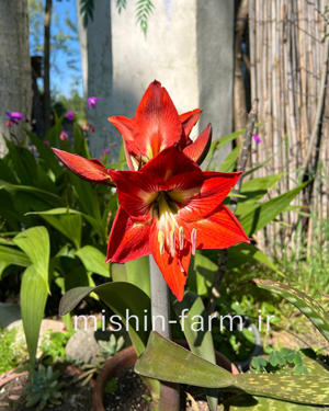 amarlis گل آمارلیس قرمز - Image 1