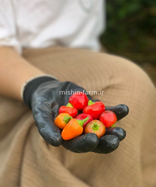 فلفل عنابی تند