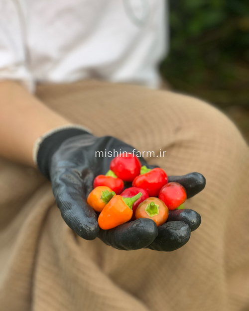 anabi فلفل عنابی تند - Image 1