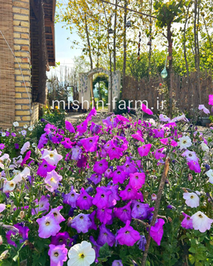 atlasi-irani گل اطلسی ایرانی معطر - Image 1