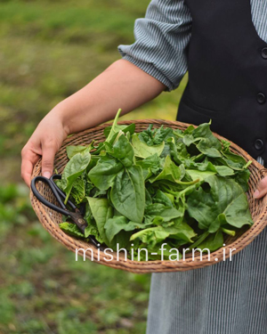 babi-es بیبی اسفناج - Image 1