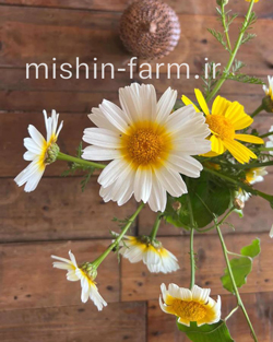babone گل بابونه خوراکی - Image 1