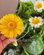 بذر گل بابونه پا بلند - Image 3