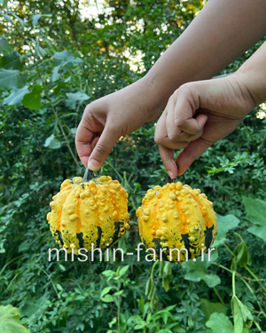 barjeste کدو زینتی برجسته - Image 1