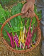 بذر سوئیس چارد رنگی
