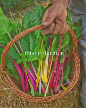 chard2 سوئیس چارد رنگی - Image 1