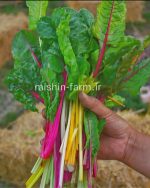 بذر سوئیس چارد رنگی - Image 3