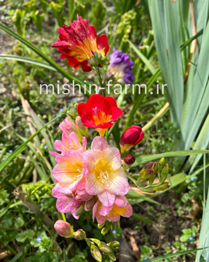 firizia پیاز گل فریزیا - Image 1