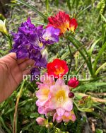 پیاز گل فریزیا - Image 2