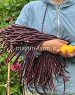 لوبیا گیتا بنفش
