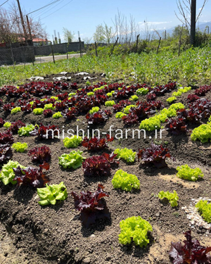 kaho-fer-banafsh کاهو فر قرمز - Image 1
