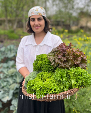 kaho-fer-sab کاهو فر سبز - Image 1