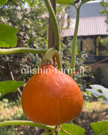 lampi کدو لامپی نارنجی - Image 1