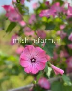 بذر گل لاواترا (ختمی فصلی صورتی)