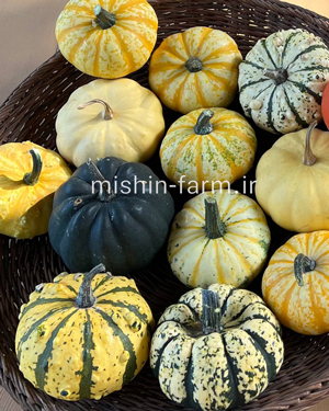 mix کدو مینیاتوری میکس - Image 1