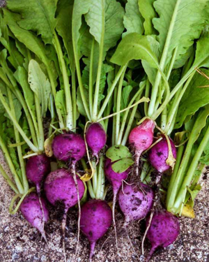 torob-ban تربچه بنفش - Image 1