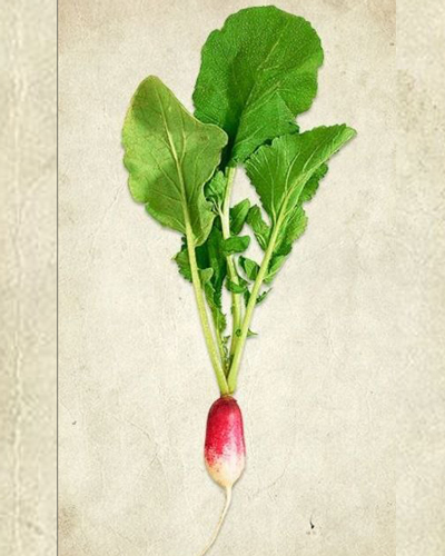 torob-do-ra تربچه دو رنگ کشیده - Image 1