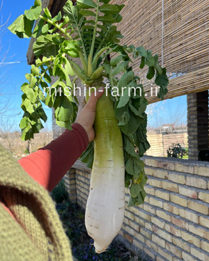 torob-oshin ترب سفید ژاپنی (اوشین) - Image 1
