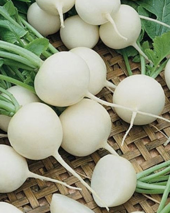 torob-sef ترب گرد سفید - Image 1