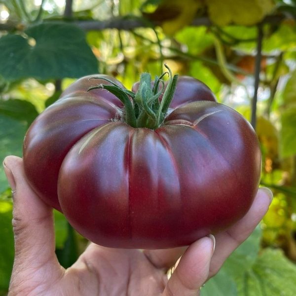 بذر گوجه بلک کریم