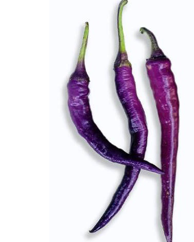 purple-chili-long-pepper-seeds بذر فلفل تند بنفش - Image 1