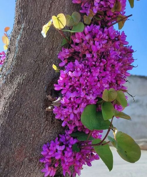 بذر درخت ارغوان