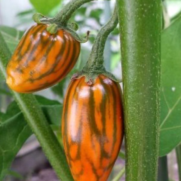 بذر بادمجان ترشی توگا مکزیکی