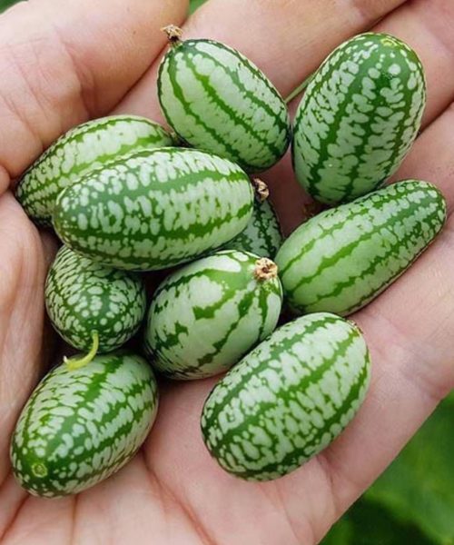 بذر خیار مکزیکی