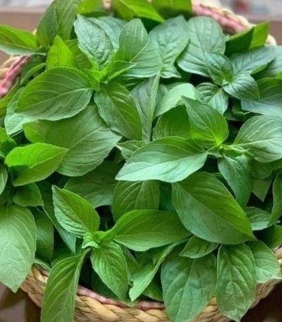 بذر ریحان سبز ایرانی