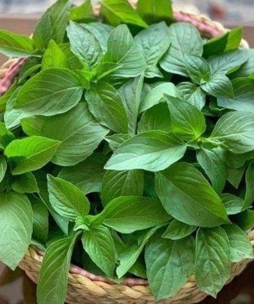 بذر ریحان سبز ایرانی