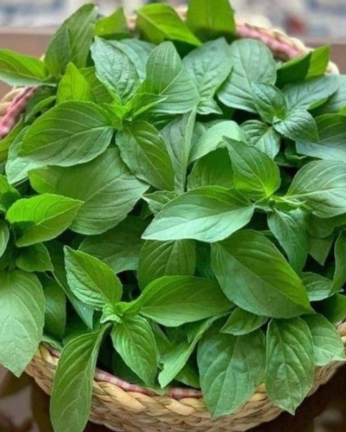 بذر ریحان سبز ایرانی