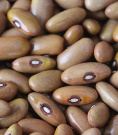 بذر لوبیا رشتی کشاورزی
