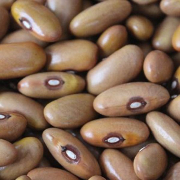 بذر لوبیا رشتی کشاورزی