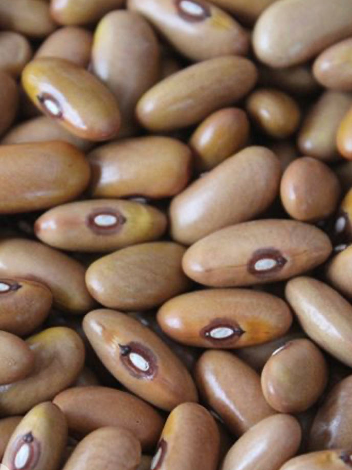 بذر لوبیا رشتی کشاورزی