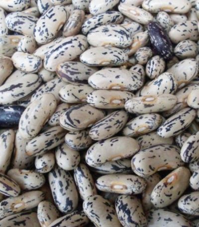 بذر پاچه باقالا محلی