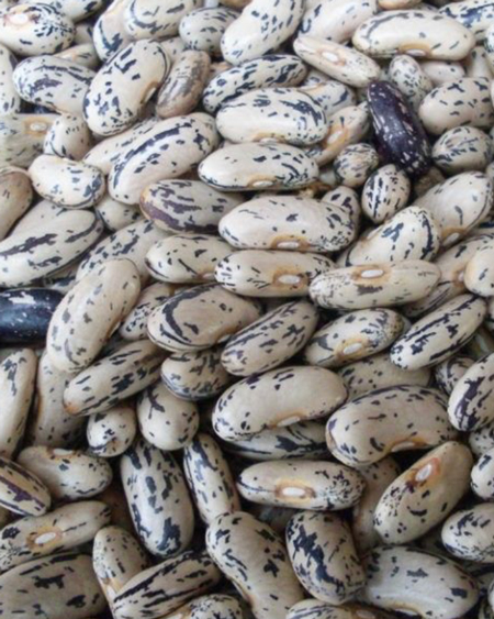 بذر پاچه باقالا محلی