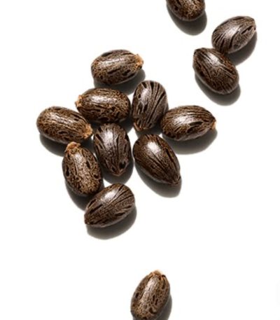 بذر کرچک