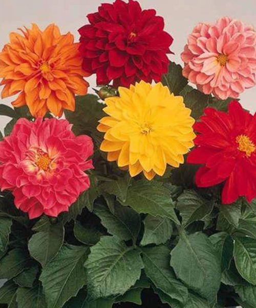 بذر گل کوکب بذری