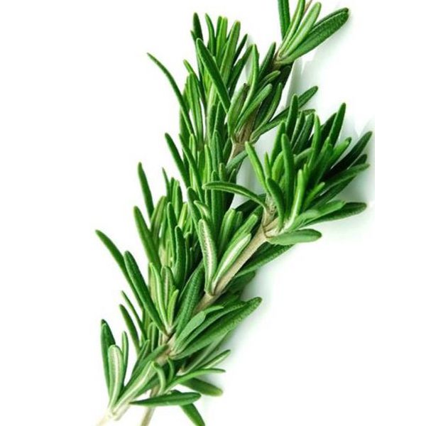 گیاه رزماری تازه