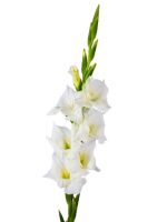 پیاز گل گلایل الوان - Image 5