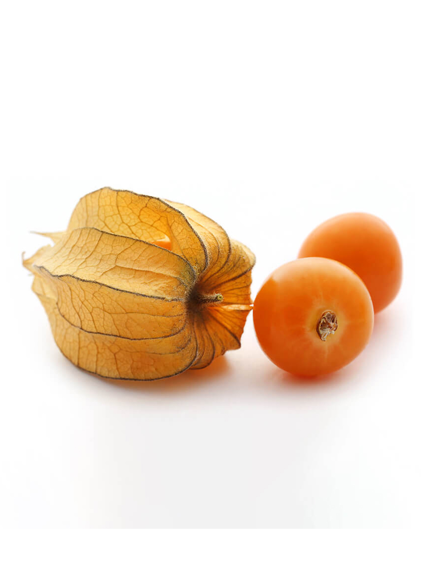 physalis3 بذر فیسالیس کلمبیایی - Image 1